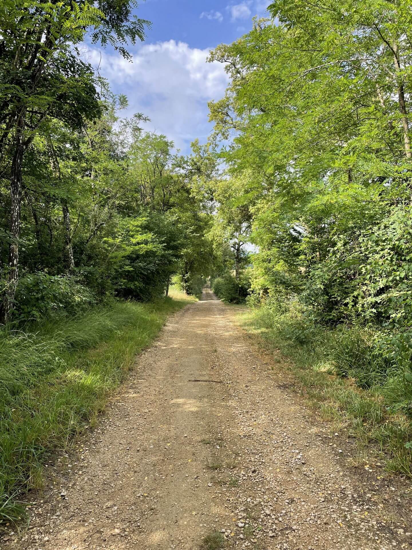 jeune-rando-energie-arbre-chemin